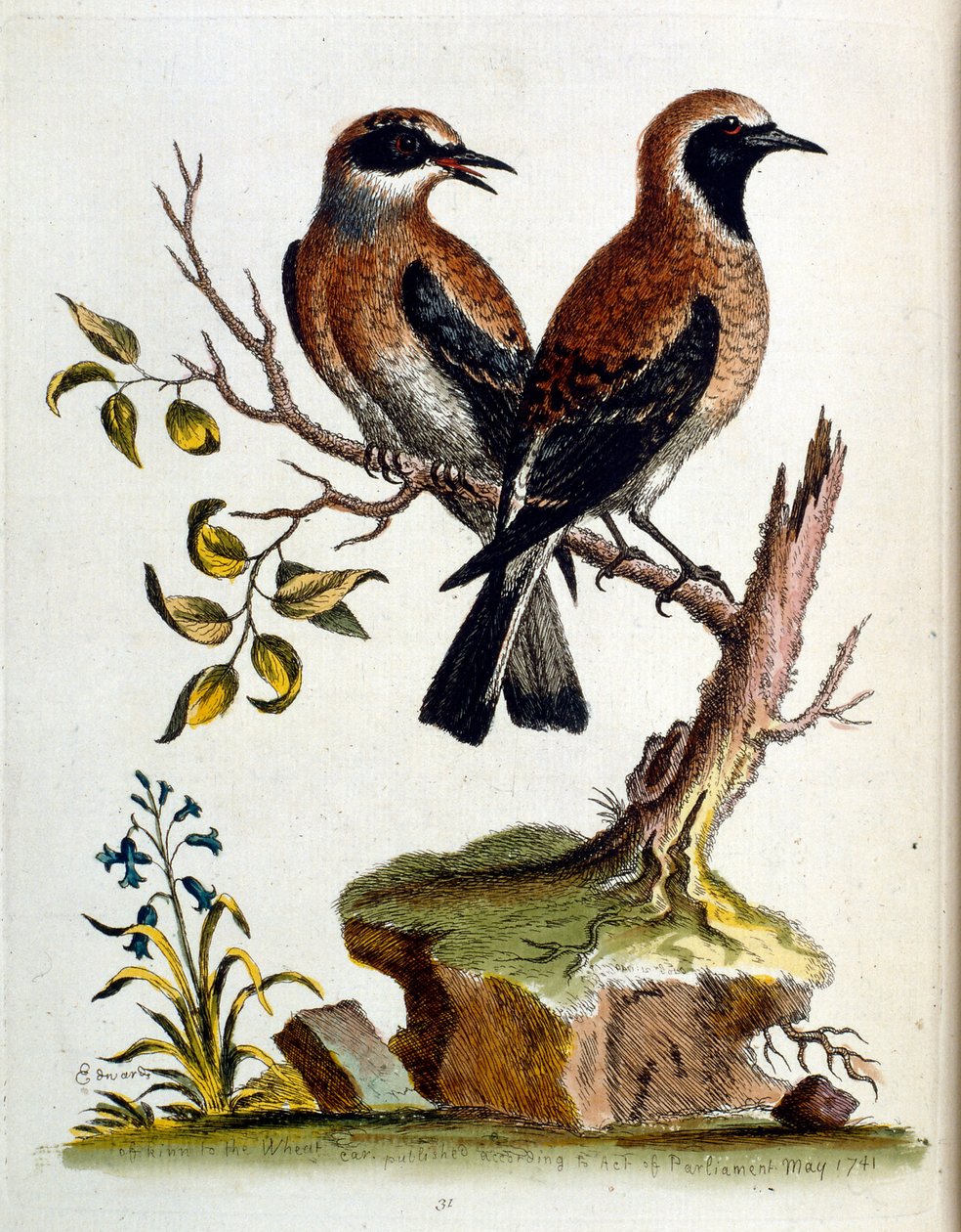 Watercolour Illustration from a Book of Rare Birds by G Edwards 1750 by George Edwards