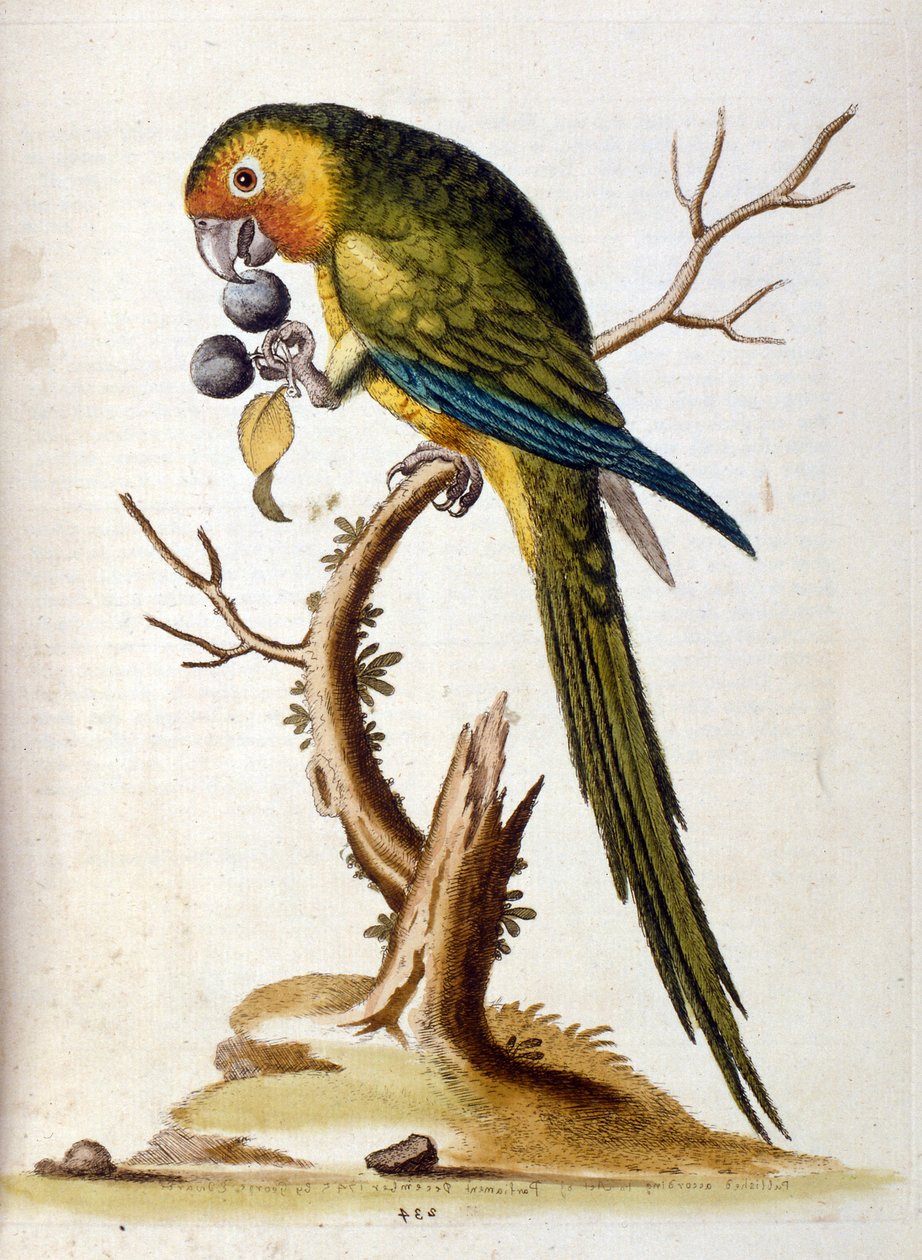 Watercolour illustration from a book of rare birds by G Edwards 1750 by George Edwards