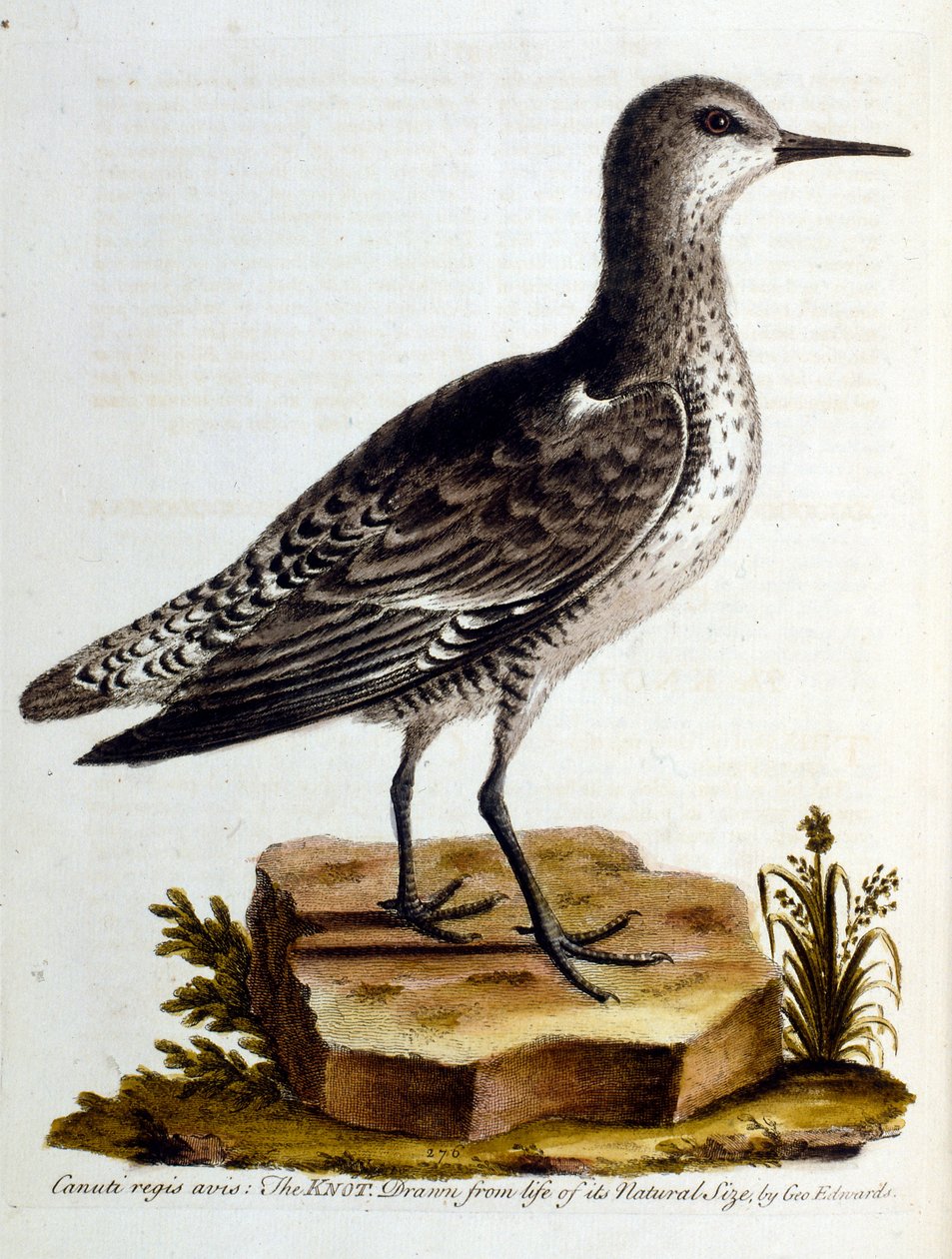 Watercolour illustration from a book of rare birds by G Edwards 1750 by George Edwards