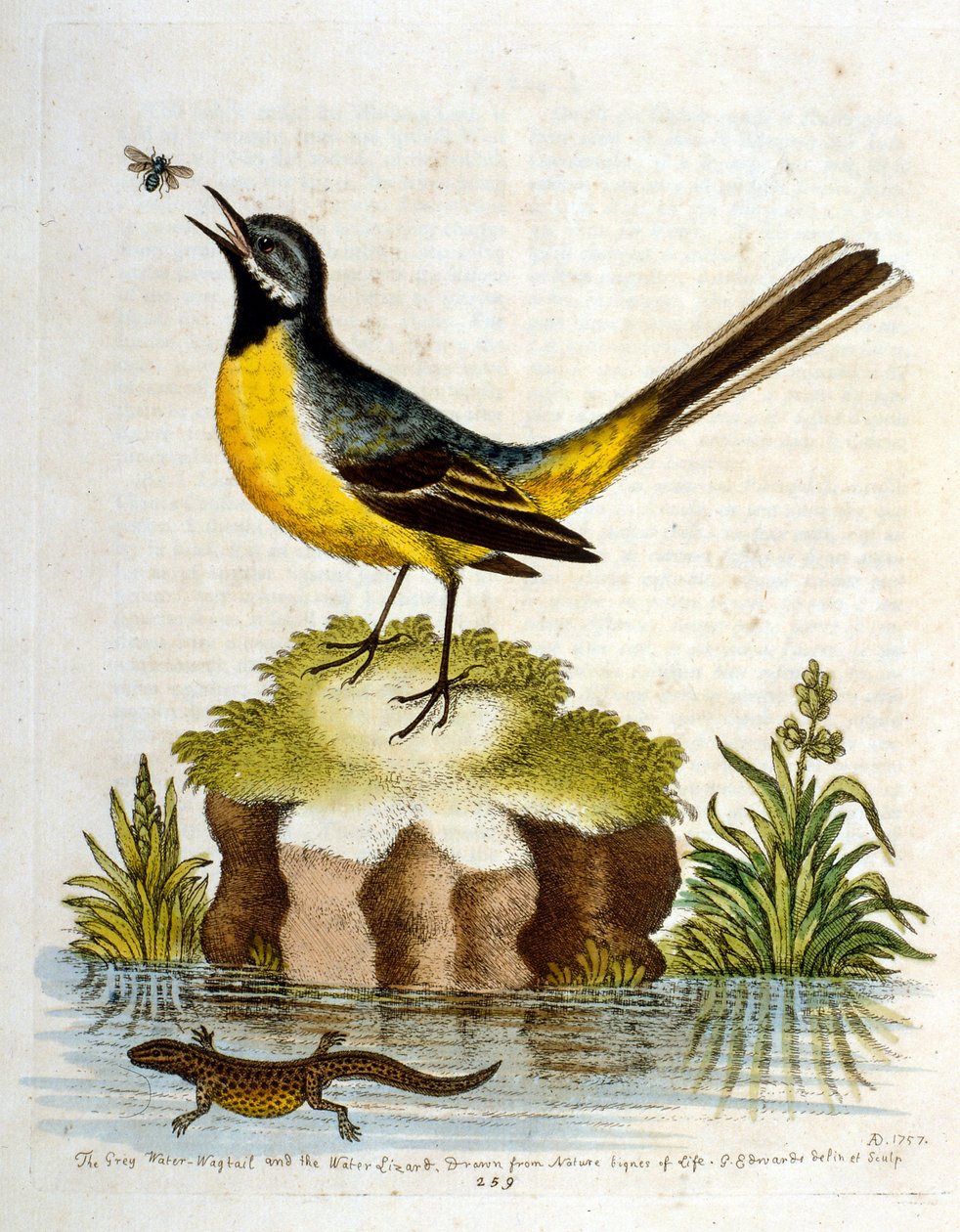 Watercolour illustration from a book of rare birds by G Edwards 1750 by George Edwards