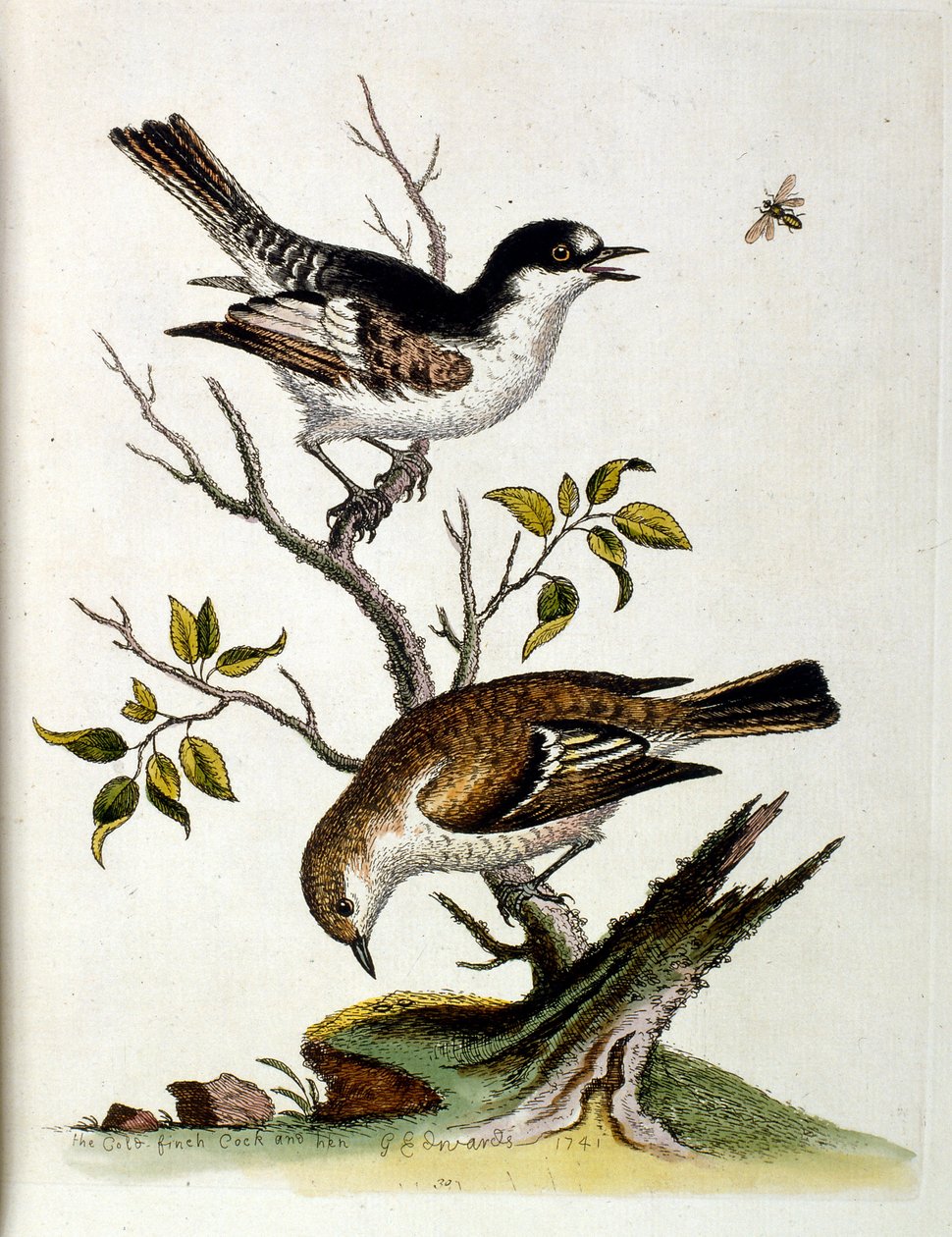 Watercolour illustration from a book of rare birds by G Edwards 1750 by George Edwards