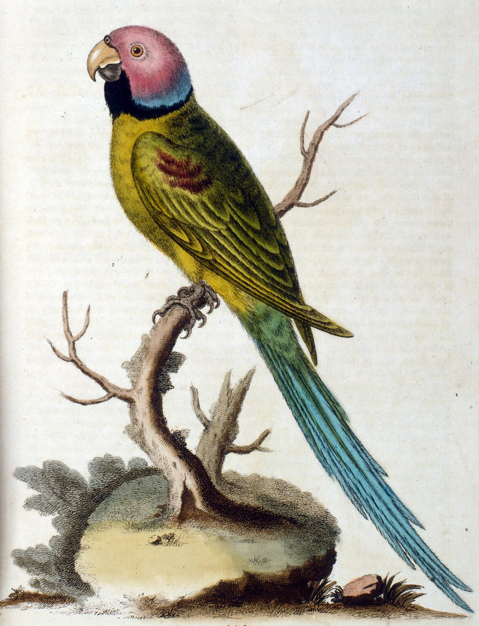 Watercolour illustration from a book of rare birds by G Edwards 1750 by George Edwards