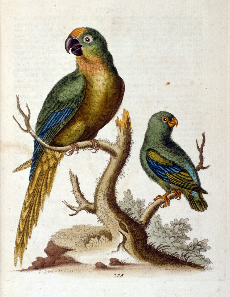 Watercolour illustration from a book of rare birds by G Edwards 1750 by George Edwards