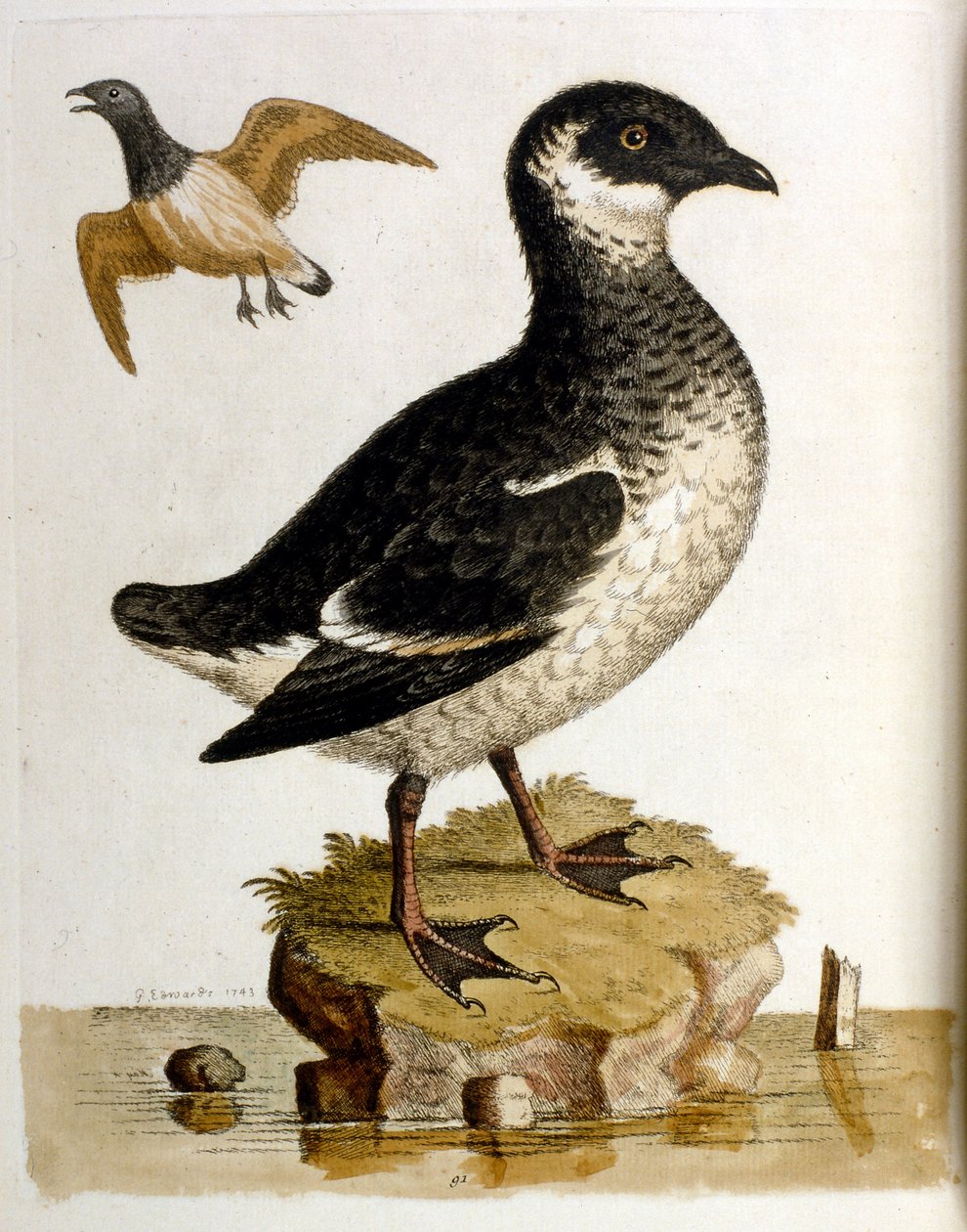 Watercolour illustration from a book of rare birds by G Edwards 1750 by George Edwards