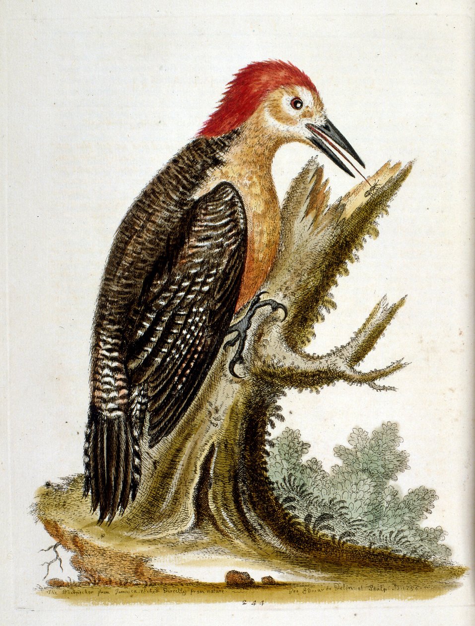 Watercolour illustration from a book of rare birds by G Edwards 1750 by George Edwards