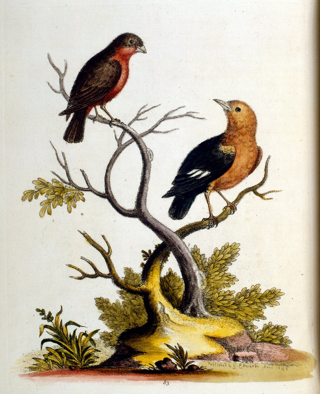 Watercolour illustration from a book of rare birds by G Edwards 1750 by George Edwards