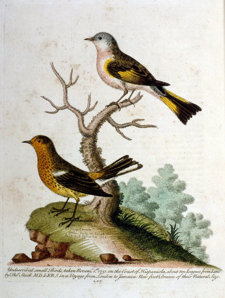 Watercolour illustration from a book of rare birds by G Edwards 1750 by George Edwards