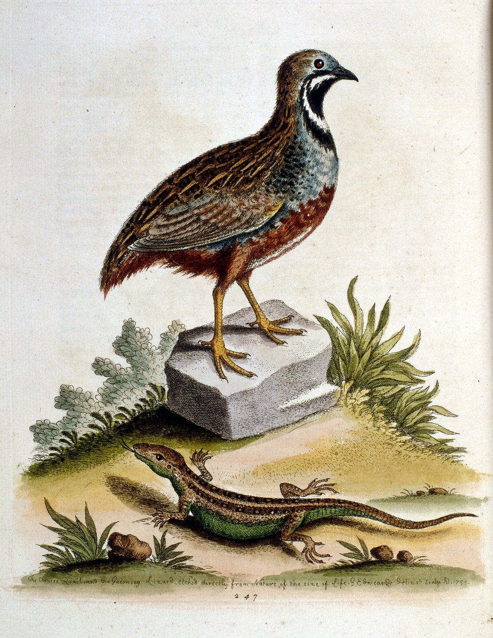 Watercolour illustration from a book of rare birds by G Edwards 1750 by George Edwards