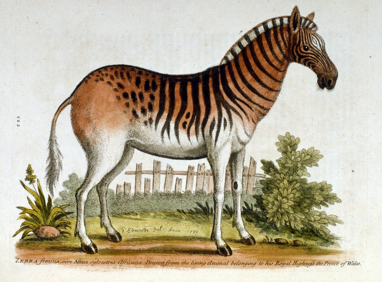 Watercolour illustration of Zebra, from a book of rare birds by G Edwards 1750 by George Edwards