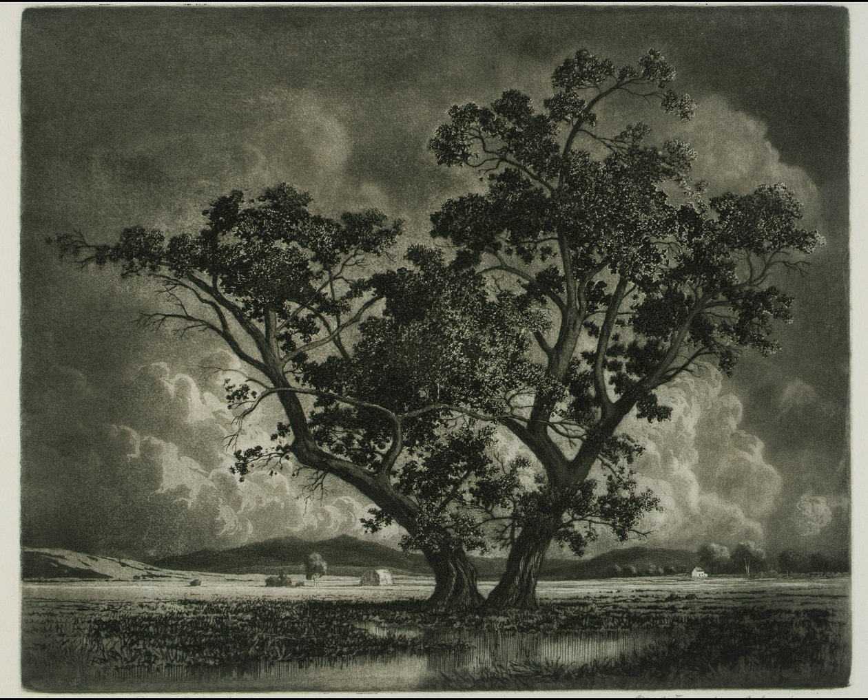 Old Cottonwoods, Colorado by George Elbert Burr