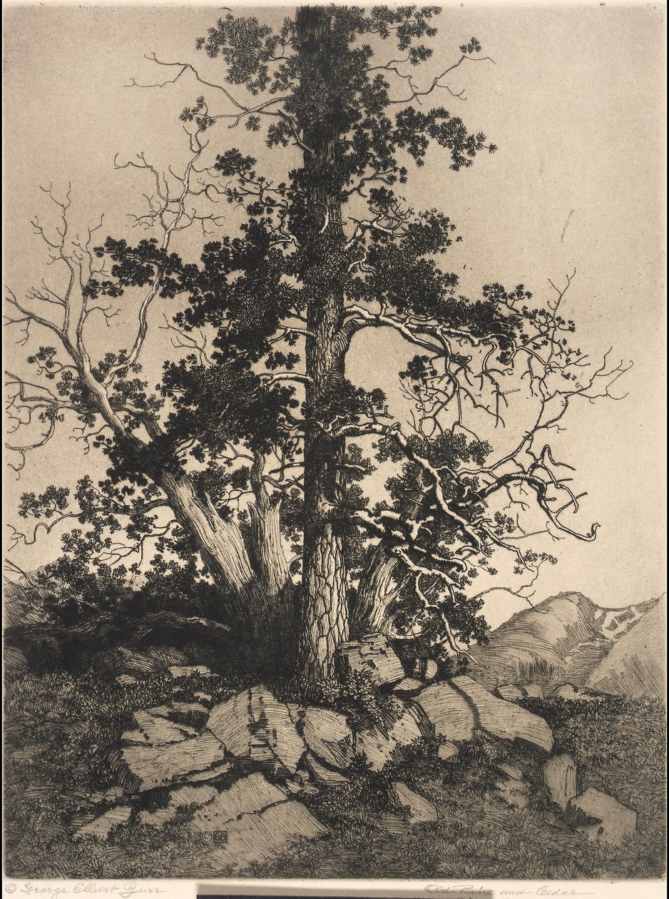 Old Pine and Cedar by George Elbert Burr