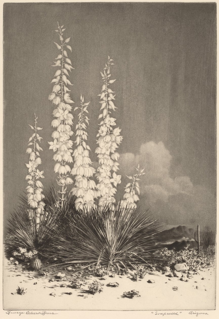 Soapweed, Arizona (no. 2) by George Elbert Burr
