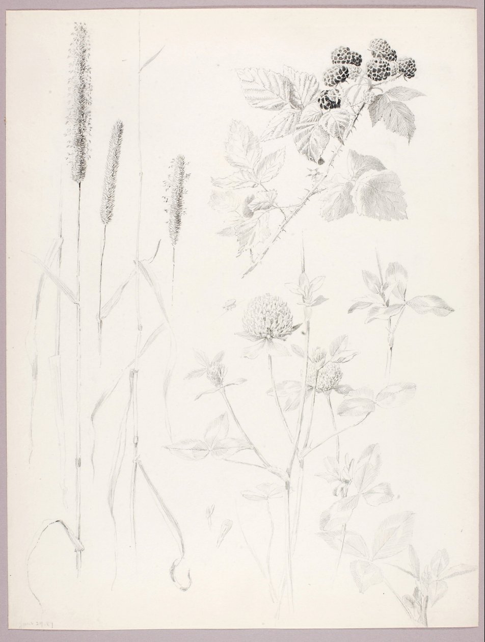 Untitled (Cattails, Clover, and Blackberries) by George Elbert Burr