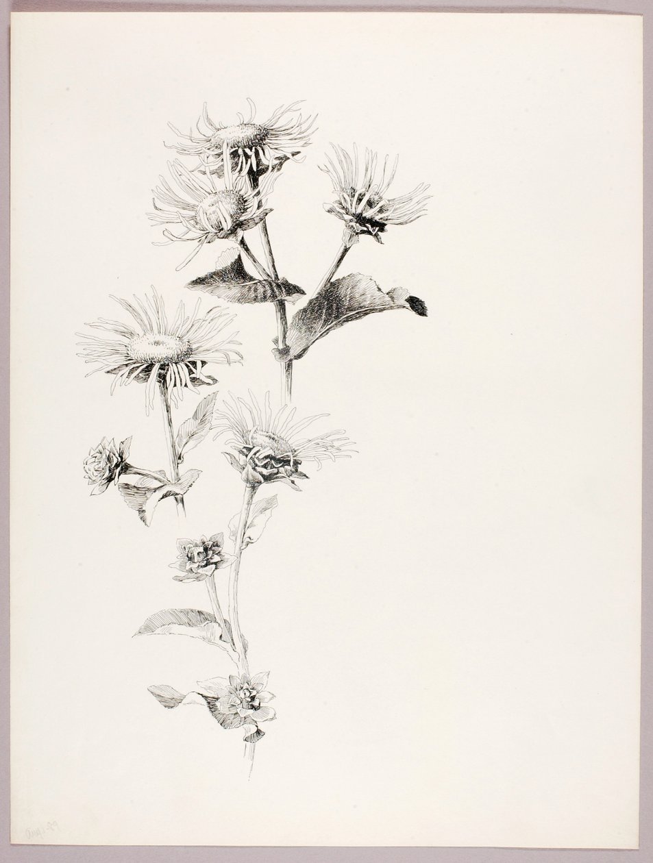 Untitled (Daisies) by George Elbert Burr