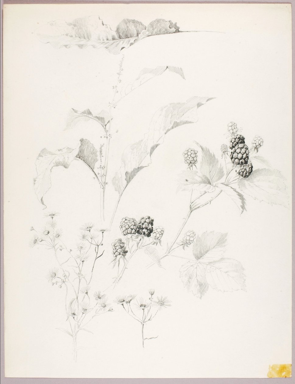 Untitled (Daisies and Blackberries) by George Elbert Burr