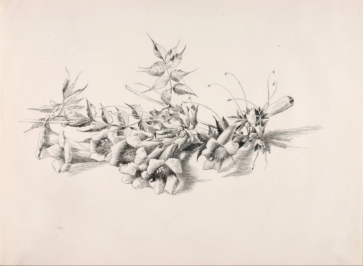 Untitled (Trumpet Vine, Campsis Radicans) by George Elbert Burr