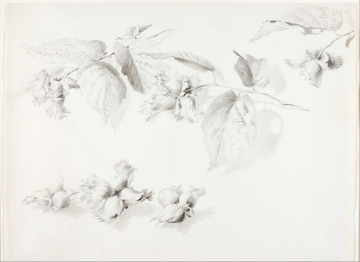 Untitled (Wild Hazelnut, Corylus Americana) by George Elbert Burr