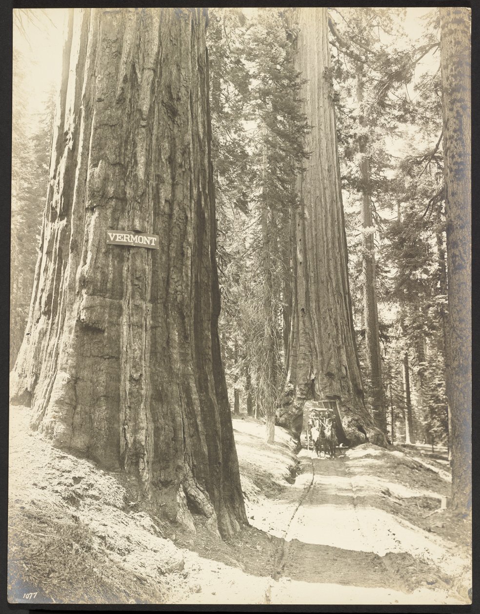 Drive through the Wawona, Mariposa Grove. Diameter 24 ft. by George Fiske