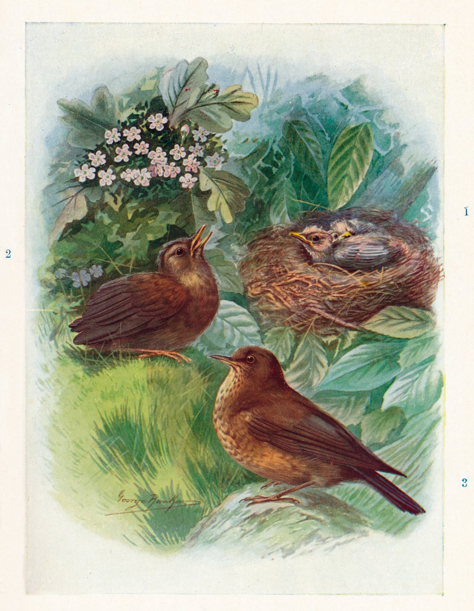 A Typical Nidicolous Nestling - Three Stages. Blackbird, c1910 by George James Rankin