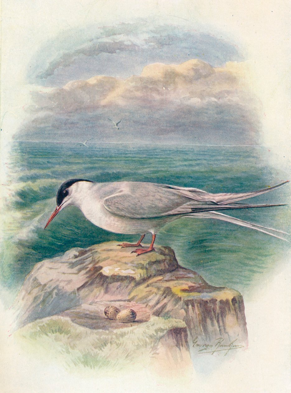 Arctic Tern - Sterna macrura, c1910 by George James Rankin
