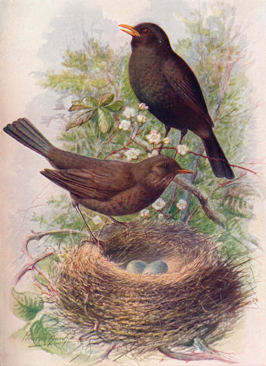 Blackbird - Turdus merula by George James Rankin