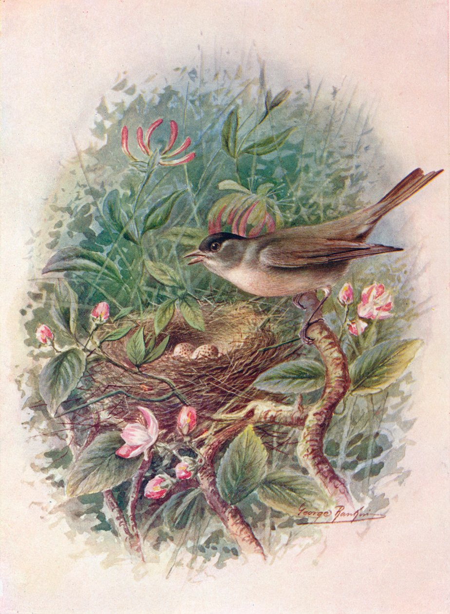 Blackcap - Sylvia Atricapilla by George James Rankin