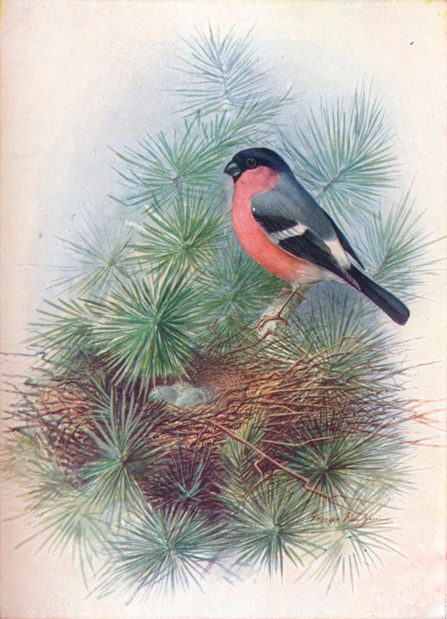Bullfinch - Pyrrhua europaea, c1910 by George James Rankin