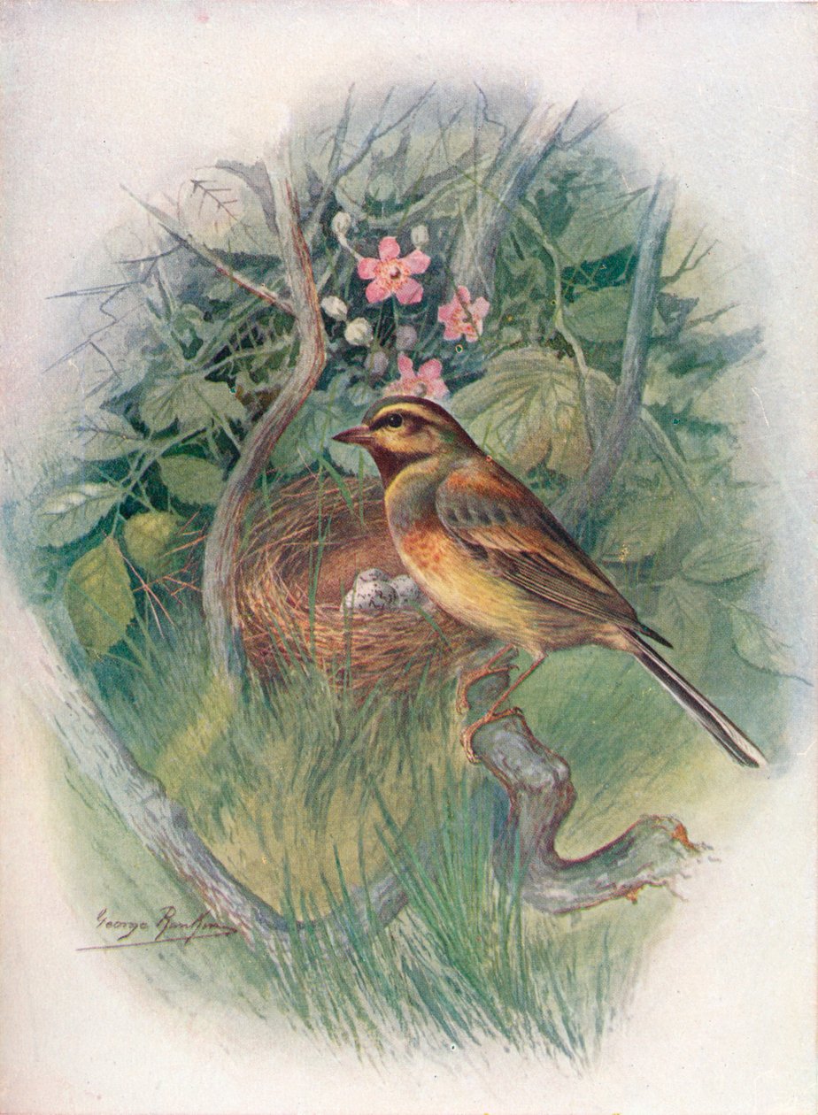 Cirl-Bunting - Emberiza cirlus by George James Rankin