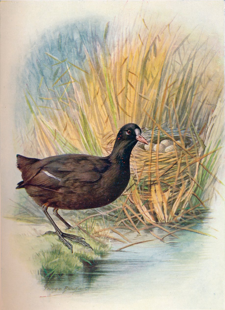 Coot - Fulica atra by George James Rankin