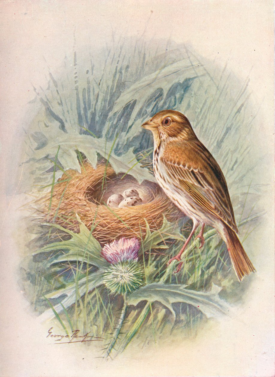 Corn-Bunting - Emberiza miliaria by George James Rankin