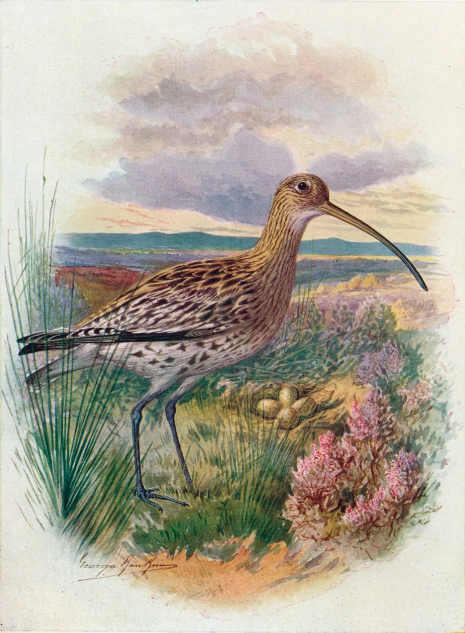 Curlew - Numenius arquata, c1910, 1910 by George James Rankin