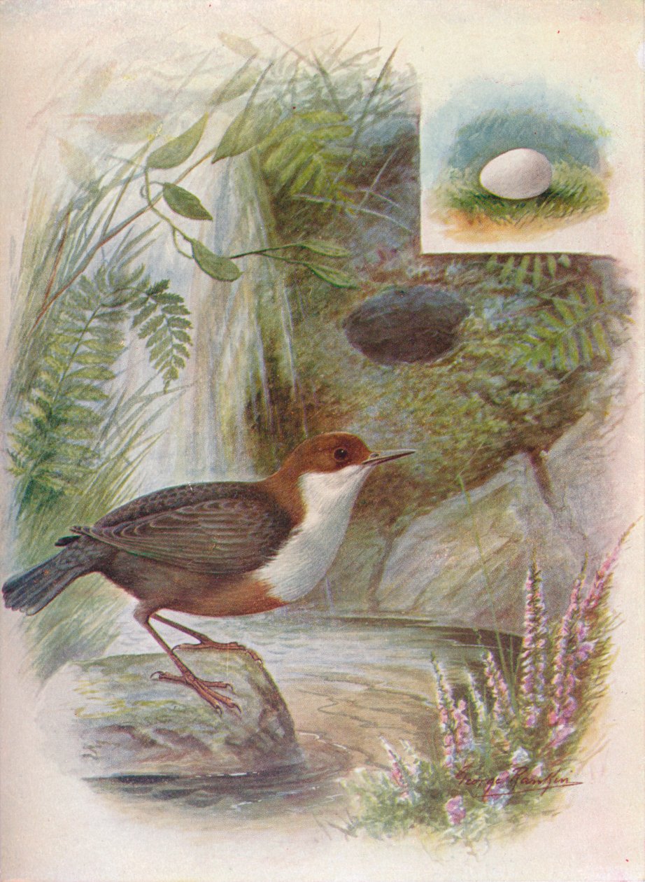 Dipper or Water-Ousel - Cinclus aquaticus by George James Rankin
