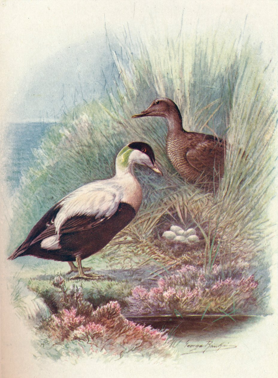 Eider-Duck - Somateria Mollissima by George James Rankin