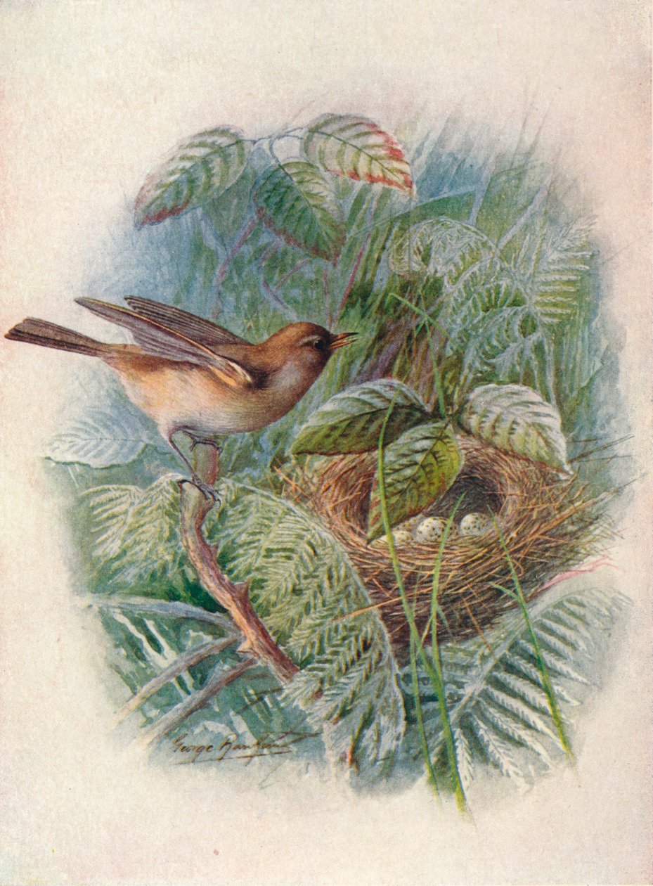 Garden-Warbler - Sylvia hortensis, c1910 by George James Rankin