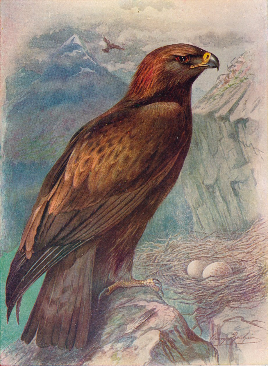 Golden Eagle - Aquila chrysaetus by George James Rankin