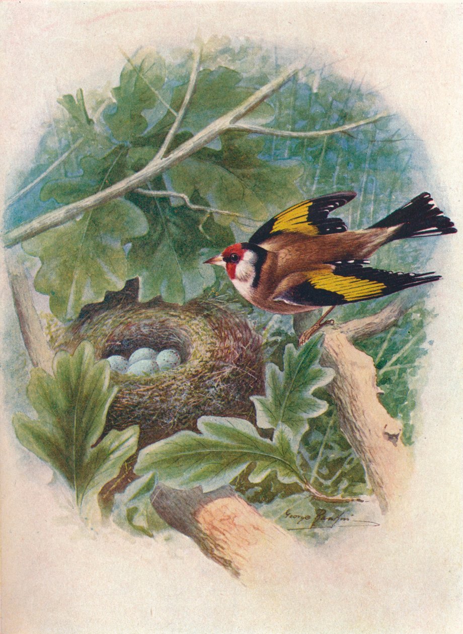 Goldfinch - Carduelis Elegans, c1910 by George James Rankin