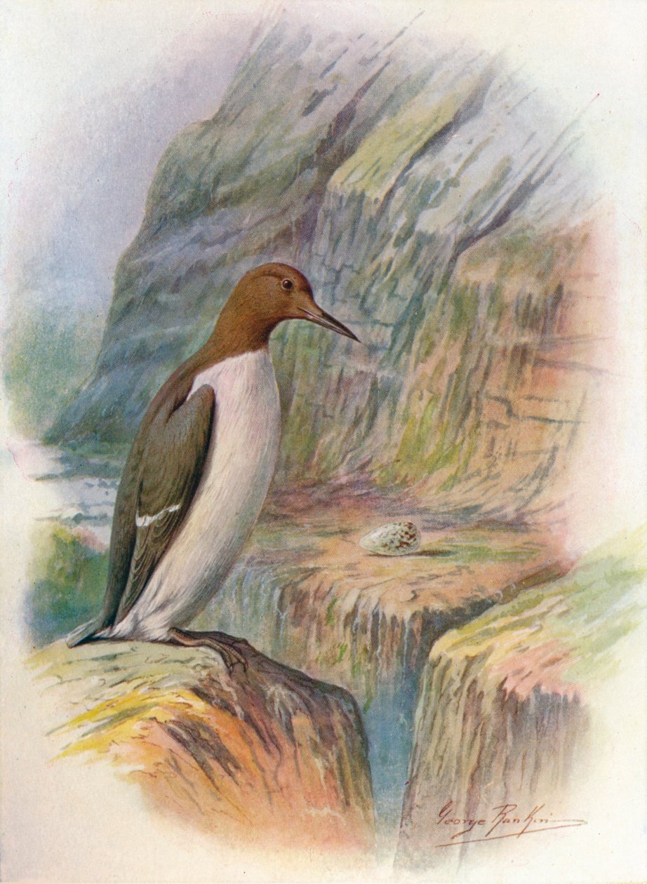 Guillemot - Uria Troile by George James Rankin