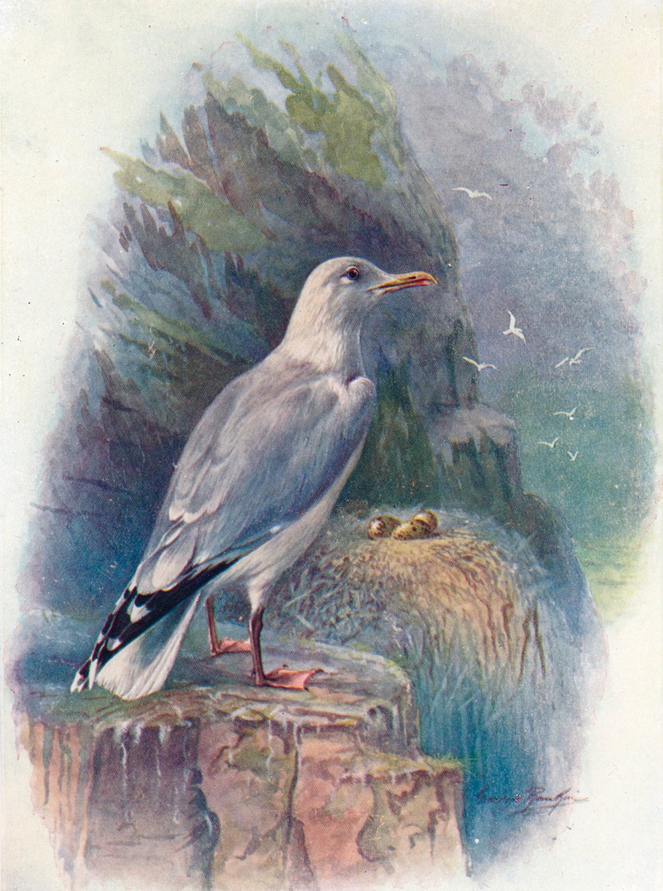 Herring Gull - Larus argentatus, c1910 by George James Rankin