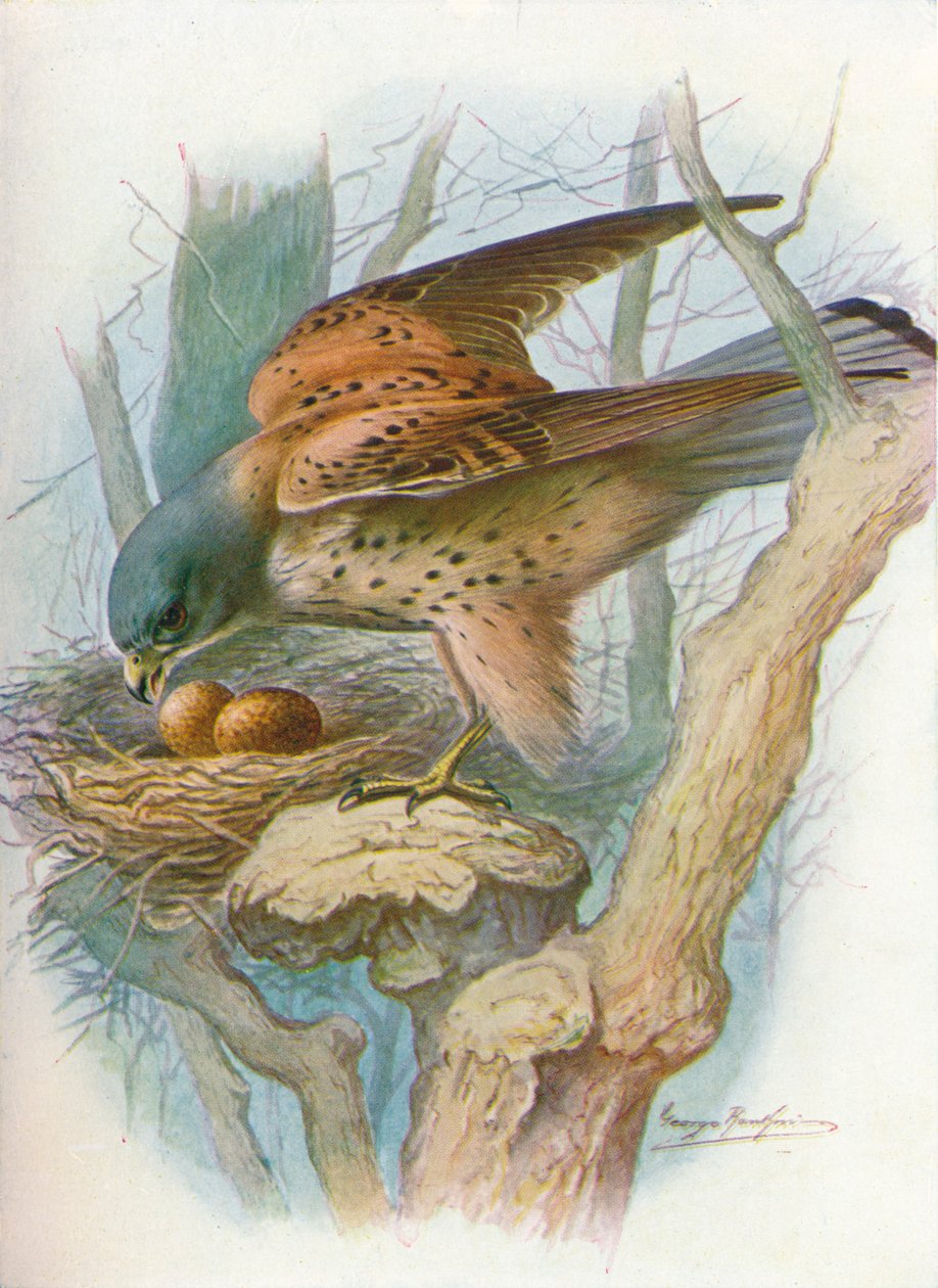 Kestrel - Falco Tinnunculus by George James Rankin