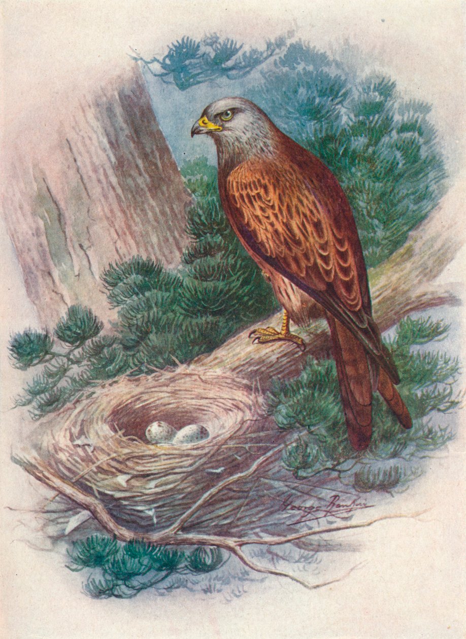 Kite - Milvus ictinus by George James Rankin: Fine art print
