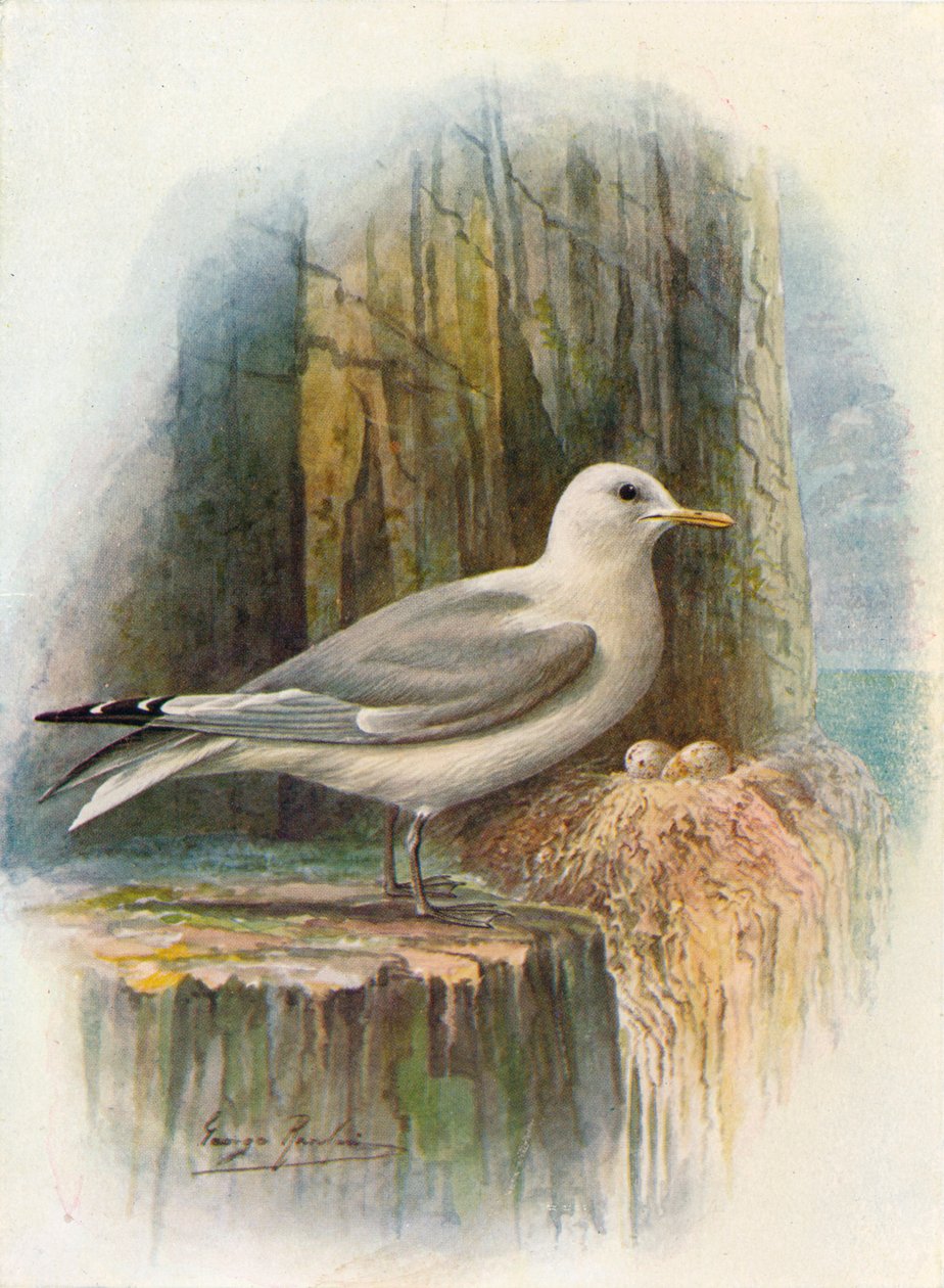 Kittiwake - Rissa tridactyla, c1910 by George James Rankin
