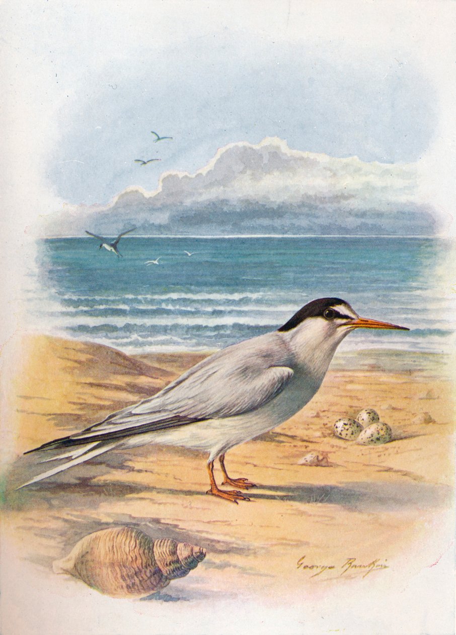 Little Tern by George James Rankin