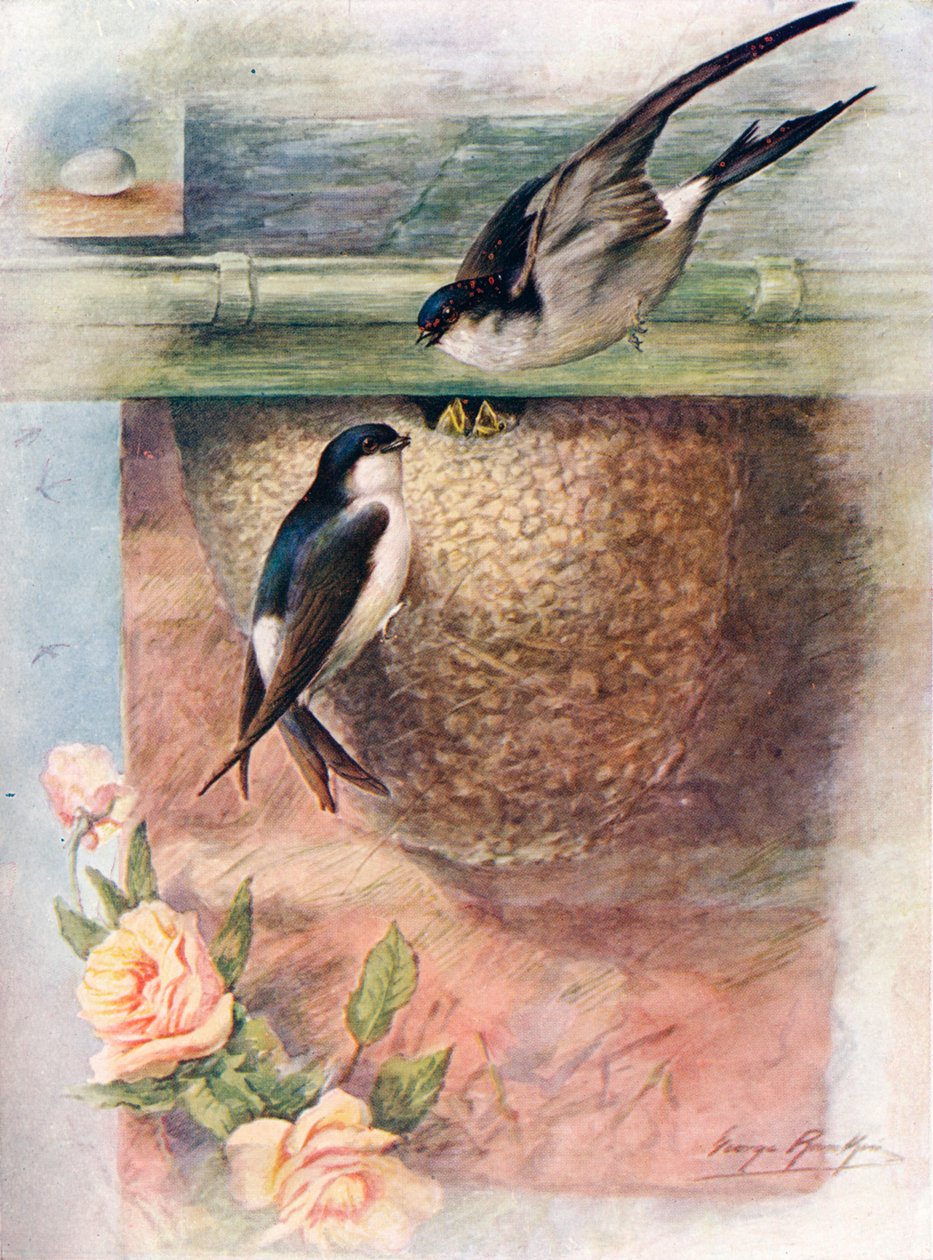 Martin - chelidon urbica, c1910 by George James Rankin