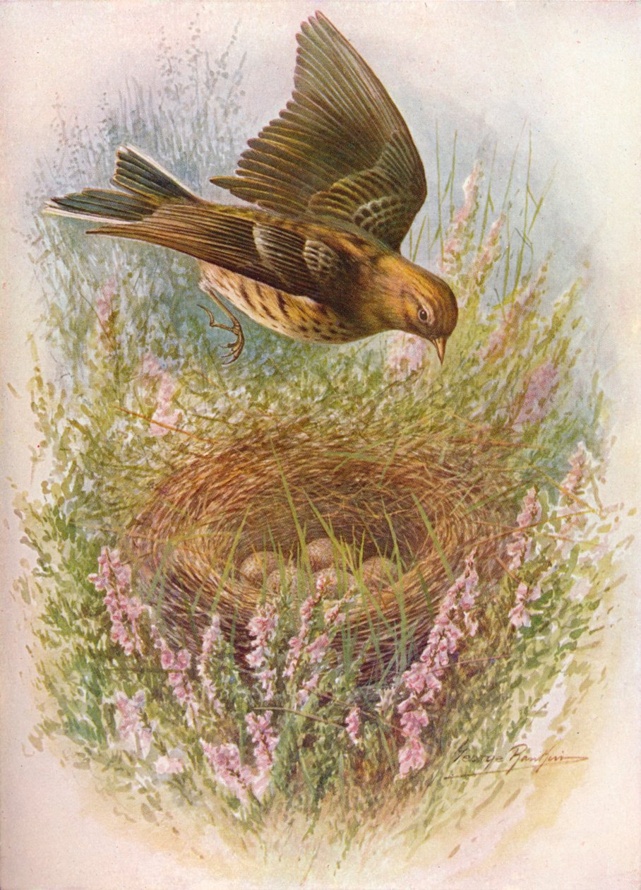 Meadow-Pipit or Titlark - Anthus pratensis by George James Rankin
