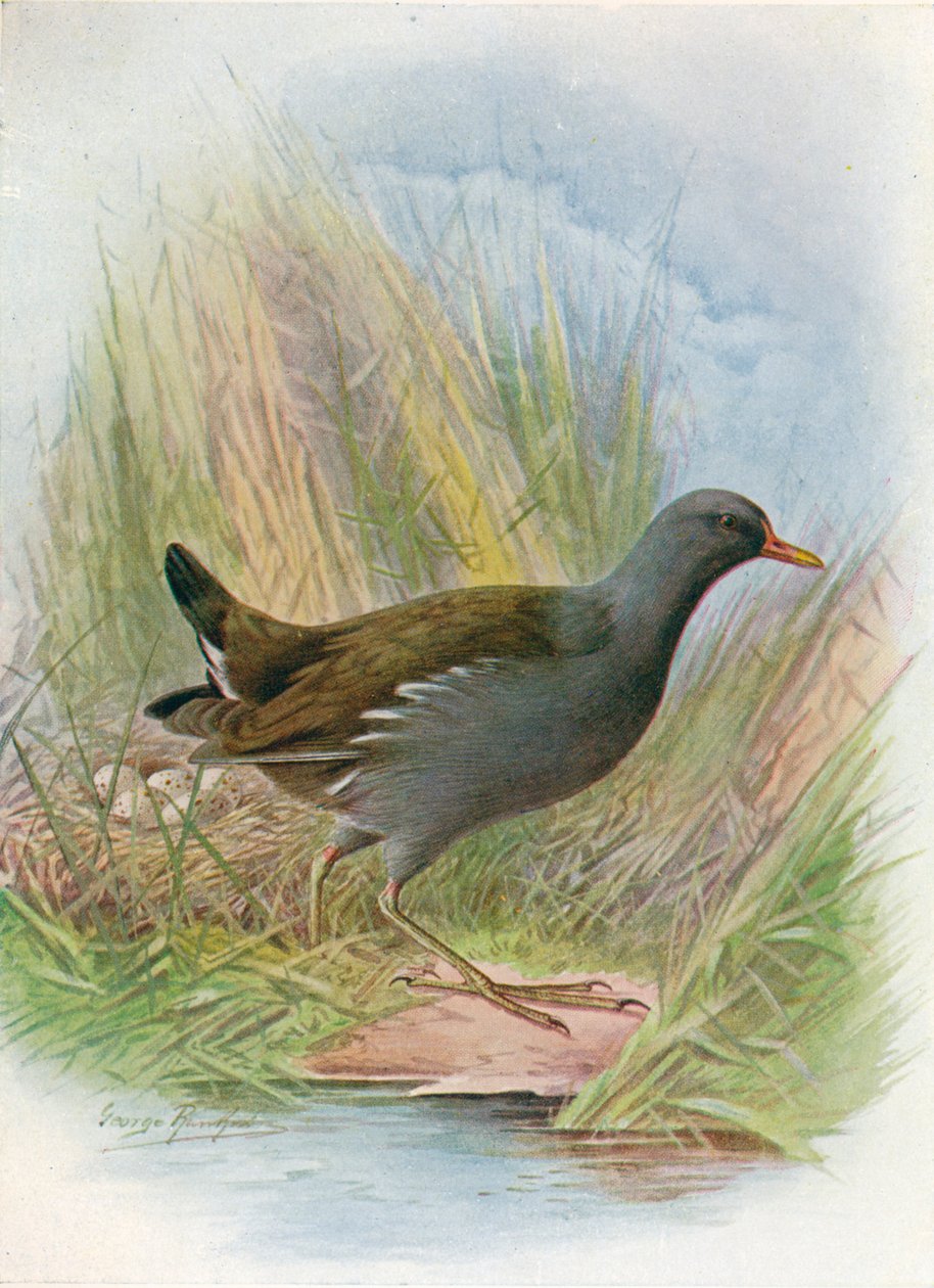 Moorhen or Waterhen - Gallinula chloropus by George James Rankin