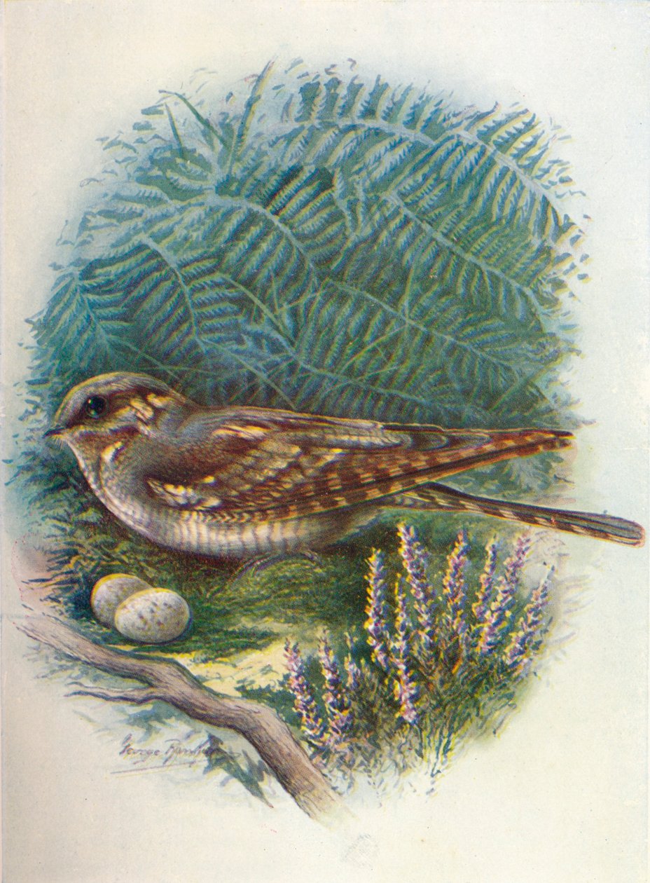 Night-Jar or Goat-Sucker - Caprimulgus europaeus, c1910 by George James Rankin