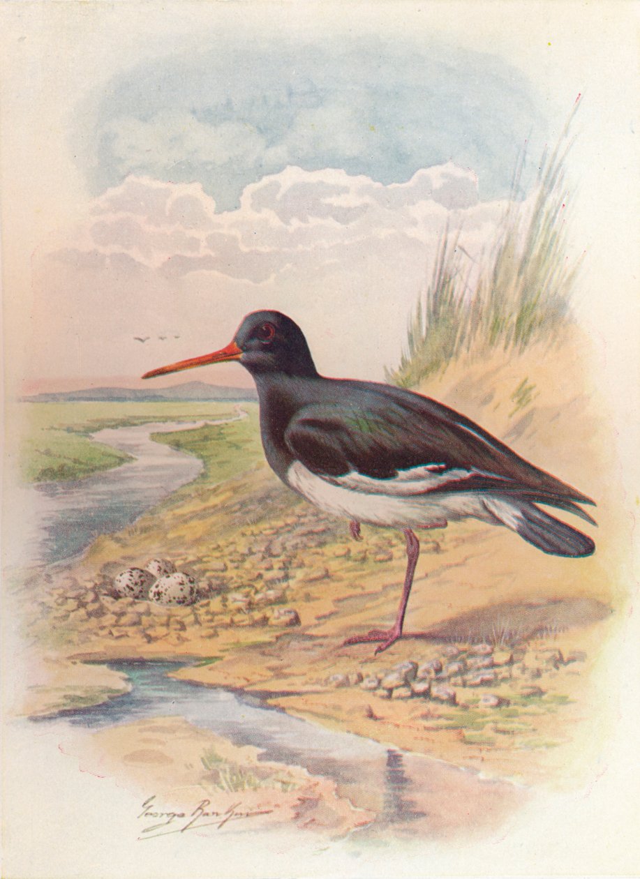Oyster-Catcher - Haematopus ostralegus by George James Rankin