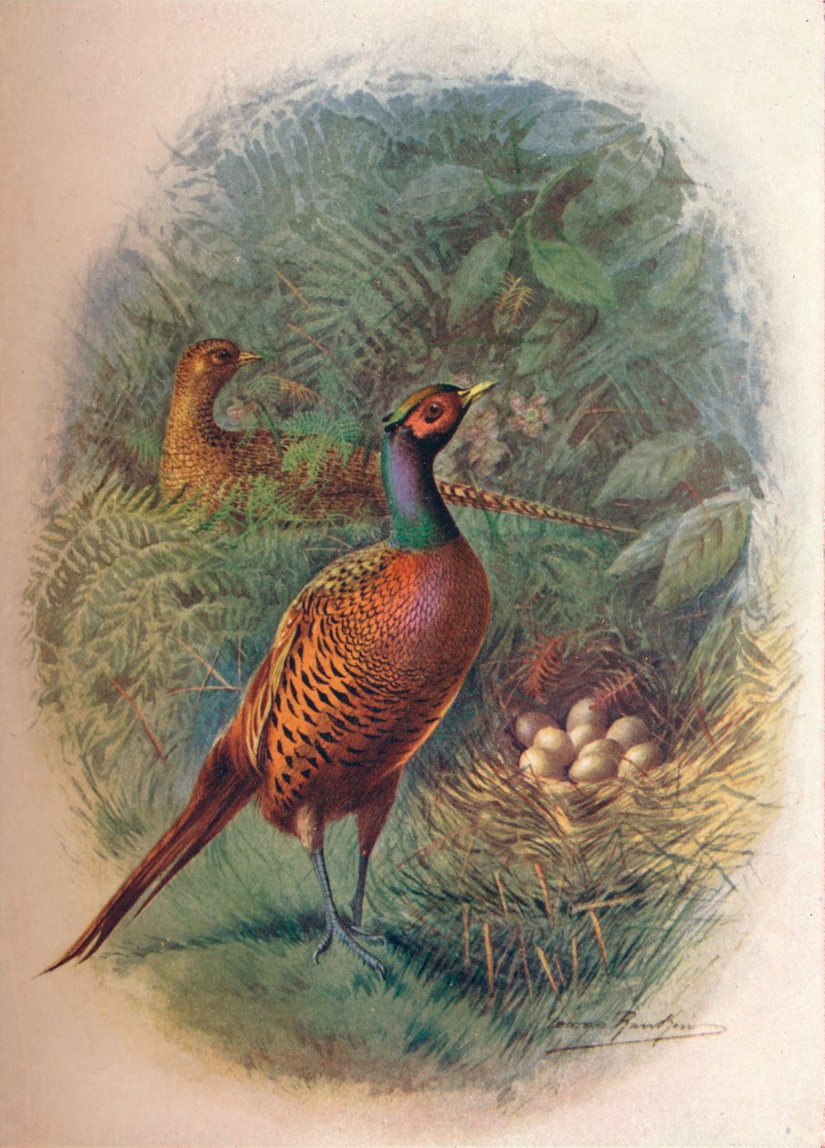 Pheasant - Phasianus Colchicus by George James Rankin