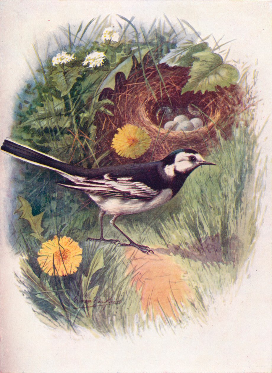 Pied Wagtail - Motacilla lugubris by George James Rankin