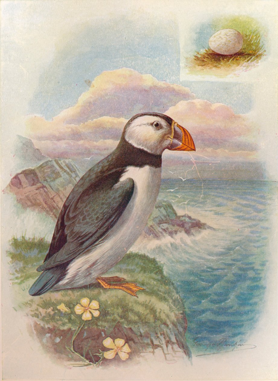 Puffin - Fratercula arctica, c1910 by George James Rankin